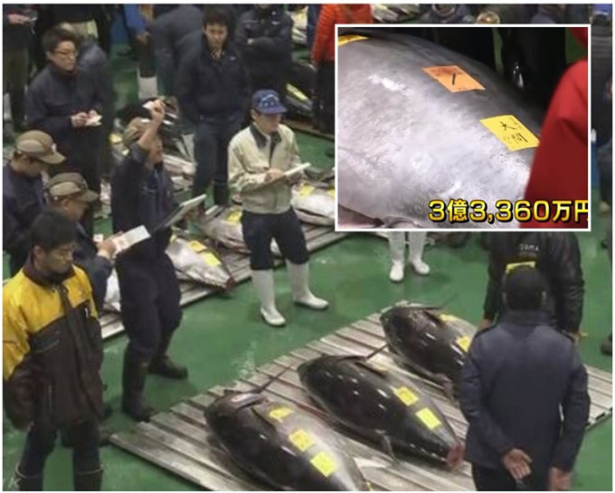 重达278公斤的蓝鳍吞拿鱼以天价成交。NHK截图
