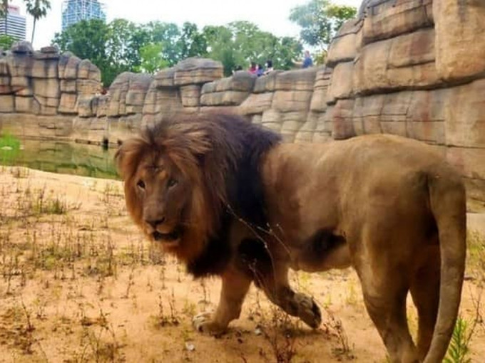 西班牙巴塞羅那動物園的四隻獅子新冠檢測呈陽性。（網圖）