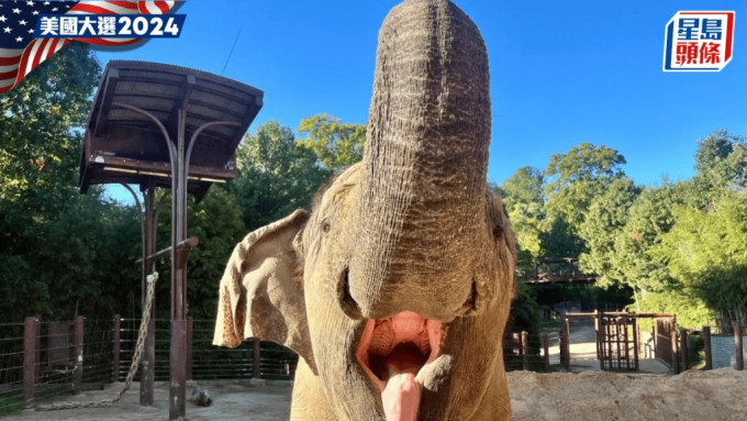 亞洲象「卡馬拉」因健康欠佳而要安樂死。史密森尼國家動物園