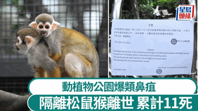 動植物公園11猴死亡︱另一隔離觀察松鼠猴今離世 將解剖化驗屍體確定死因