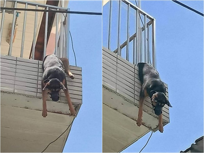 台灣嘉義有狗隻卡住露台欄杆倒吊慘死。網圖