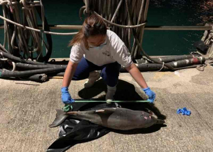 大澳對出海面發現初生中華白海豚屍體。圖:海洋公園保育基金