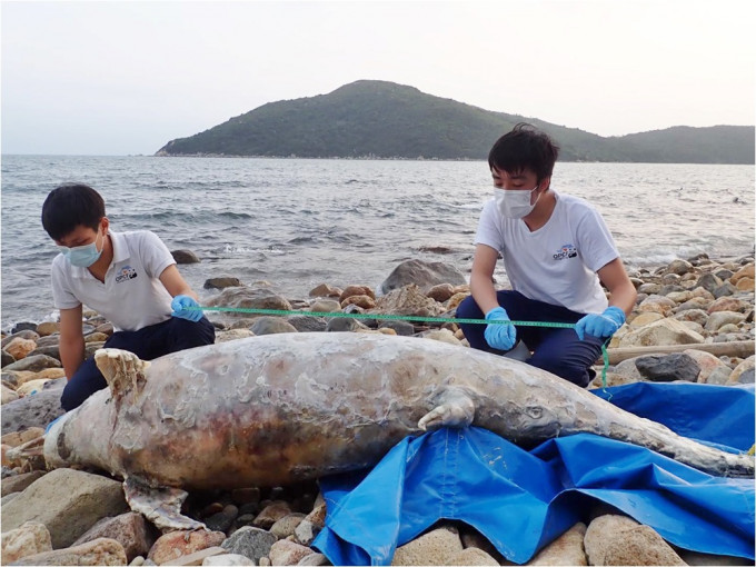 大嶼山塘福泳灘發現有中華白海豚擱淺。海洋公園保育基金圖片