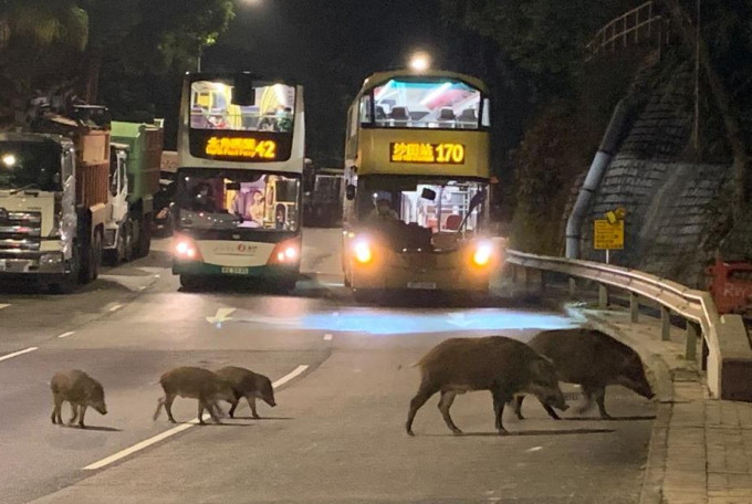 現場附近有數隻野豬出沒，更有兩隻大野豬帶同3隻小豬橫過馬路，駛至的巴士亦需停駛讓路。