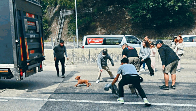 多名熱心市民冒住生命危險，走出行車路與狗狗展開「追逐戰」。