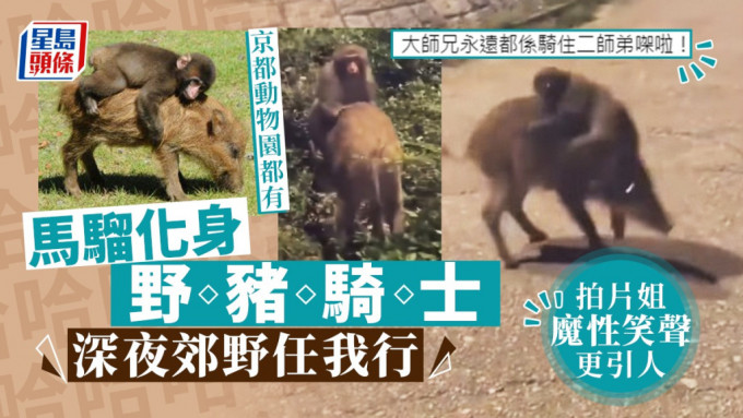 一头成年猴子骑在小野猪背上。