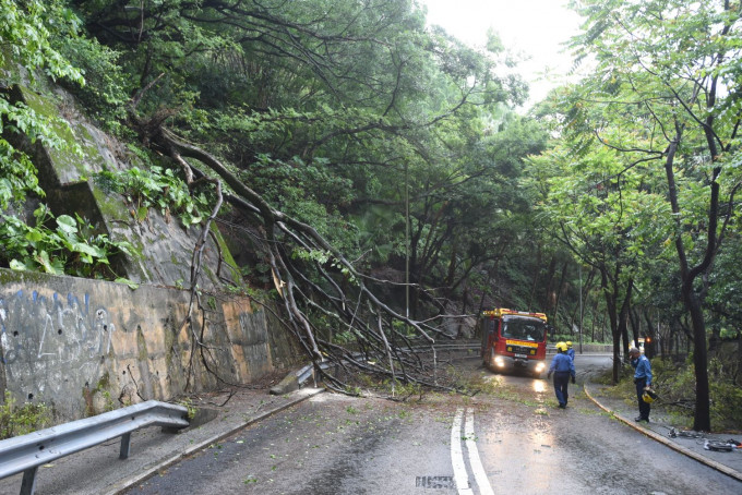 宝马山怡景道塌树。