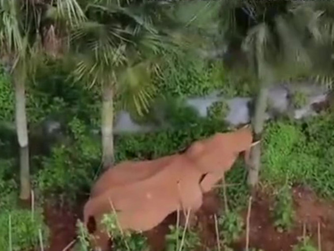 无人机拍下离群小象花式练功树倒叶散。央视截图