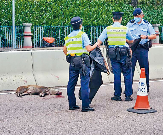 野豬被汽車撞死，警員用膠布蓋屍。