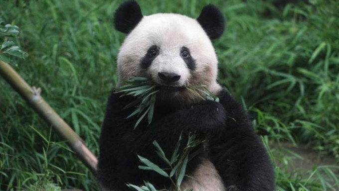 旅日大熊貓「香香」將回中國。