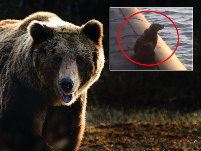 俄羅斯軍方槍斃了2隻野生熊，做法引起爭議。網圖