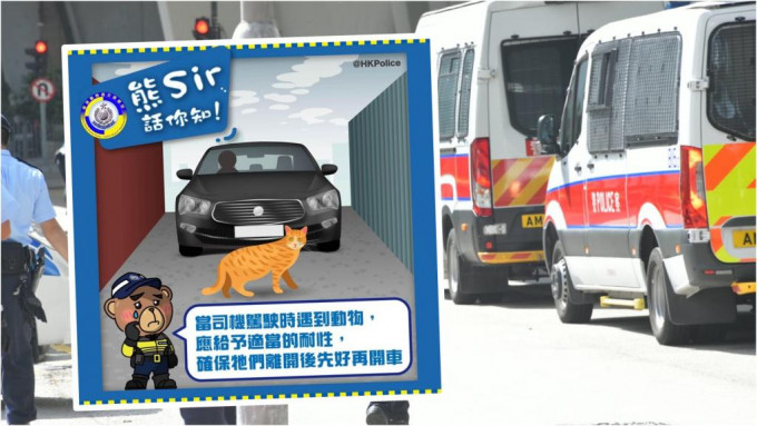 警方提醒如驾驶时撞倒猫狗记得停车及报警。资料图片（小图为fb「香港警察」图片）