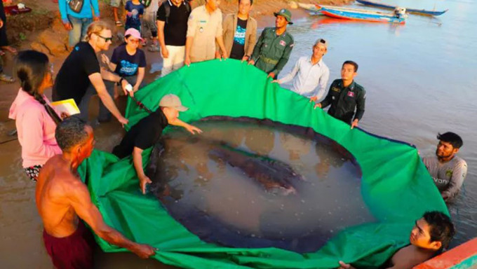柬埔寨漁民捕獲長4米重300公斤超巨淡水魚。網圖