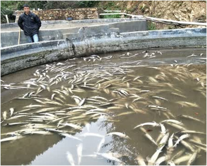 养鱼户6个鱼池养殖的1万多条中华鲟一夜死光。