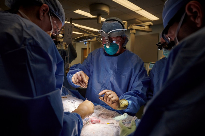 美國有研究團隊成功將豬腎移植人體，成全球首例。REUTERS圖片