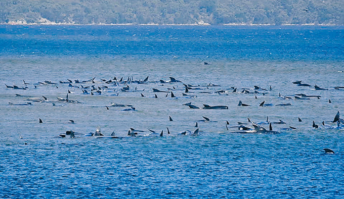 摄于塔斯曼尼亚州麦格理港对开的照片可见鲸鱼被困沙洲。
　　