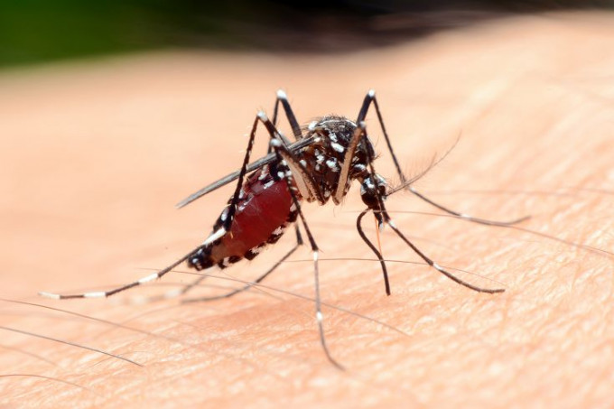 技術指是用來消滅瘧蚊或其他外來有害物種。