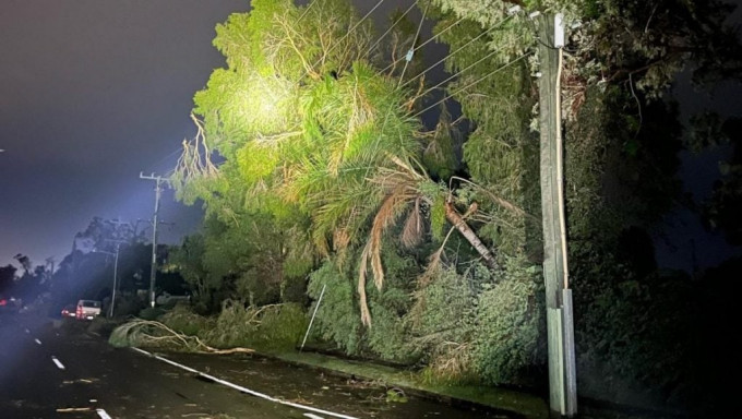 澳洲東岸狂風暴雨，倒塌大樹壓毀電線。網上圖片