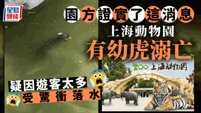 上海動物園有幼虎溺亡，園方證屬實，指正調查原因。（星島製圖）