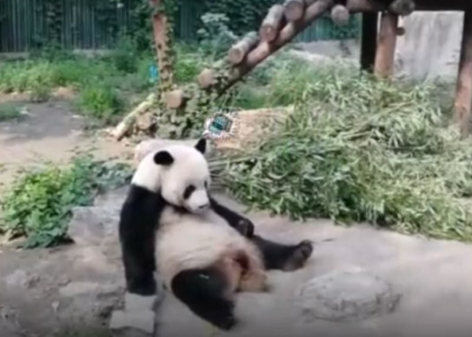 熊猫惨被砸中吓到弹起。网上图片