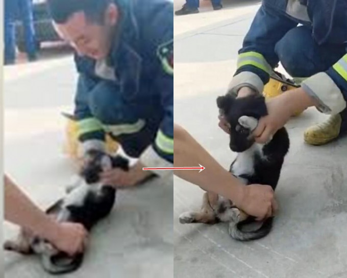 小狗被兩名消防員捉住四條腿強迫做sit up。