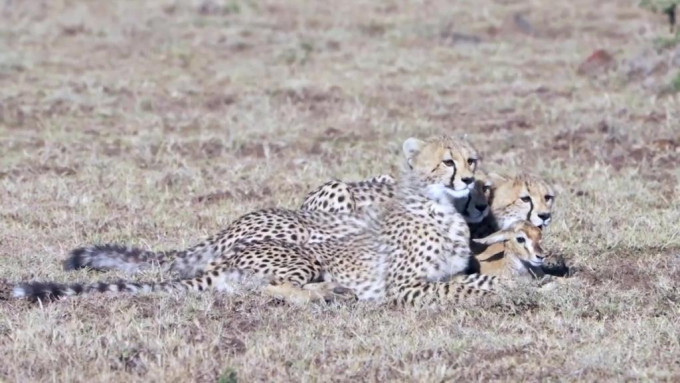 小獵豹與羚羊寶寶坐在草原休憩，十分寫意。互聯網圖片