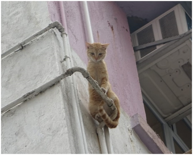 花猫被困在水管上凌空险象环生。梁国峰摄