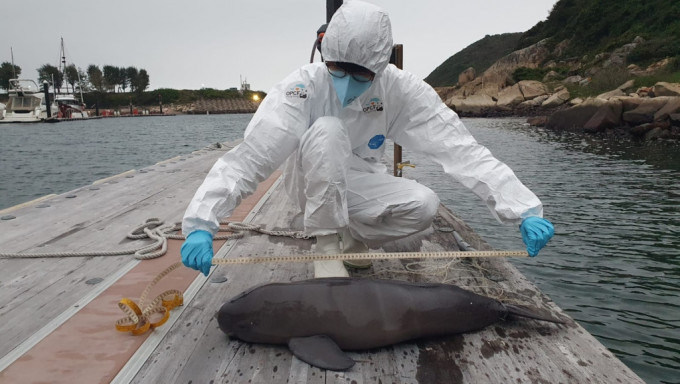 江豚擱淺，屍體屬中度腐爛，尾部有魚網纏繞。相片由香港海洋公園保育基金提供