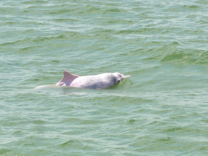 漁護署研究指本港海域中華白海豚數目在17年內大減八成。資料圖片