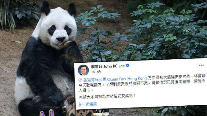 李家超呼吁市民为大熊猫安安集气。