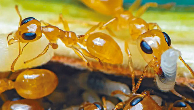港大料全球至少有二萬兆螞蟻。