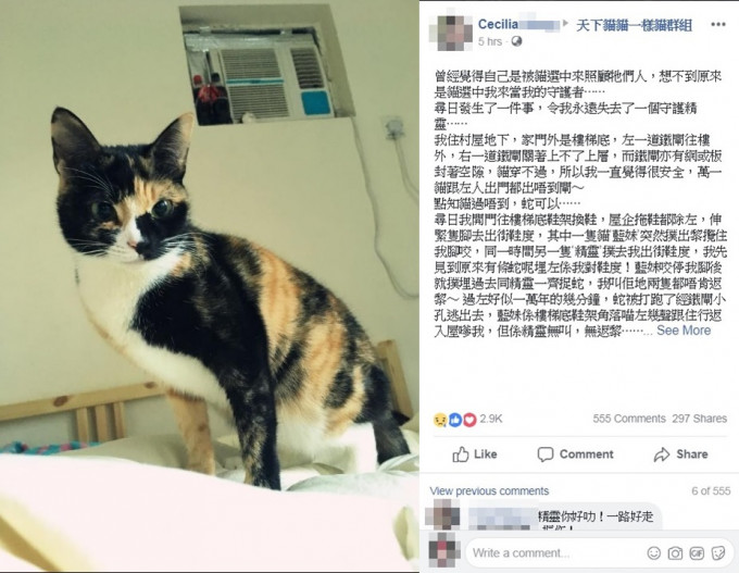 Cecilia在facebook分享愛貓「精靈」英勇救主的事跡。