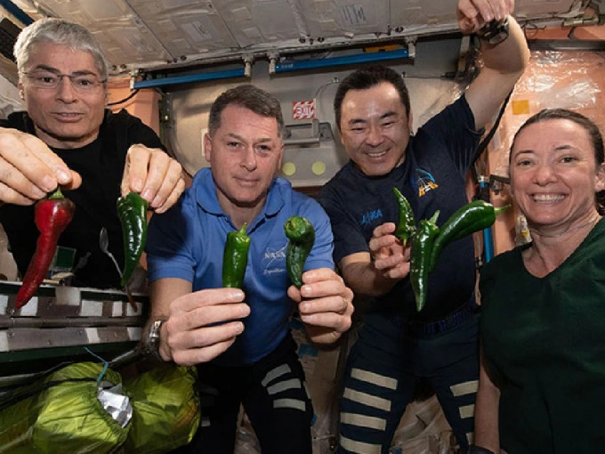 国际太空站的太空人庆祝收获首批在太空站种植的辣椒。 （网上图片）