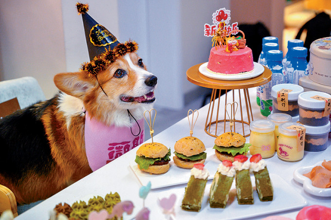 有內地主人預約餐廳為愛犬慶祝生日，犬隻亦可享用寵物美食。