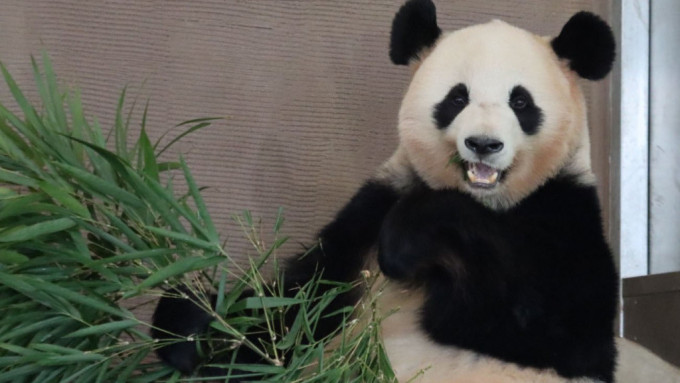 旅日最高龄大熊猫「永明」，明年初将与孖女回四川。 twitter图