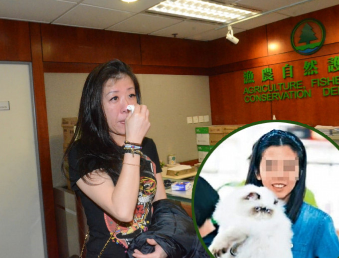 台湾猫舍女负责人今早到渔护署，讲述事件的详细经过；小图为涉偷猫姓李女子。 蔡楚辉摄