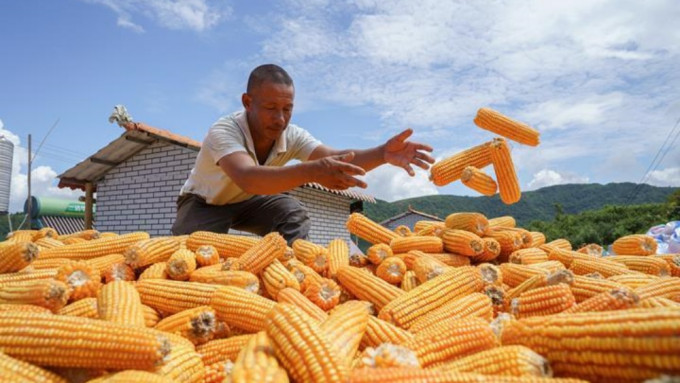 中国玉米价格持续升。