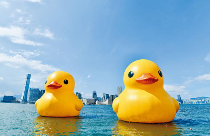 兩隻黃色巨型橡皮鴨又在維港重聚。