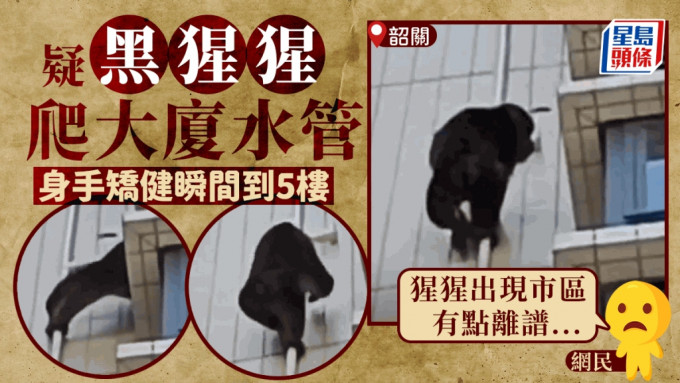 广东疑似出现黑猩猩攀爬住宅大厦。