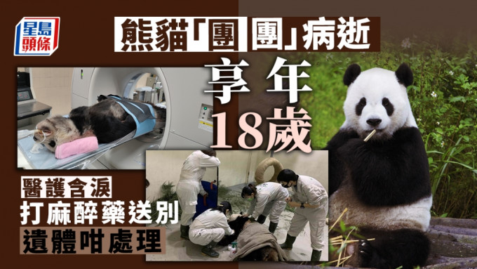 「团团」病逝于今日下午1点48分病逝。台北市立动物园
