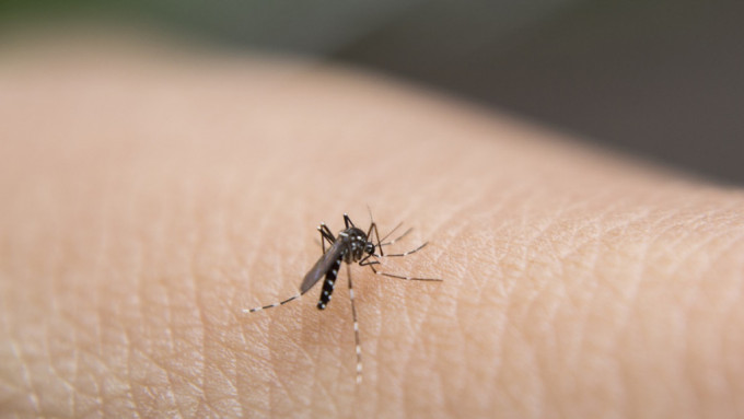 登革熱｜迄今未發現與本地感染54歲婦相關個案 滅蚊防蚊工作持續至夏季。iStock示意圖