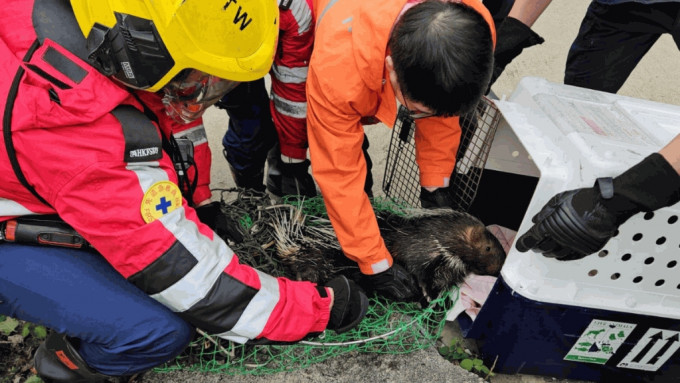 箭猪被困荃湾引水道，消防爱协到场救走。