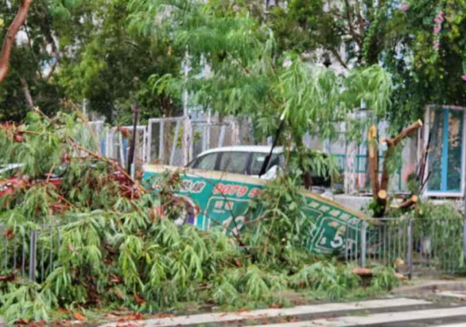 筲箕灣行人路有大樹倒塌。楊永亨攝