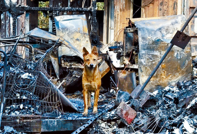 打鼓嶺貨櫃屋火警中有6隻狗僥倖生還。