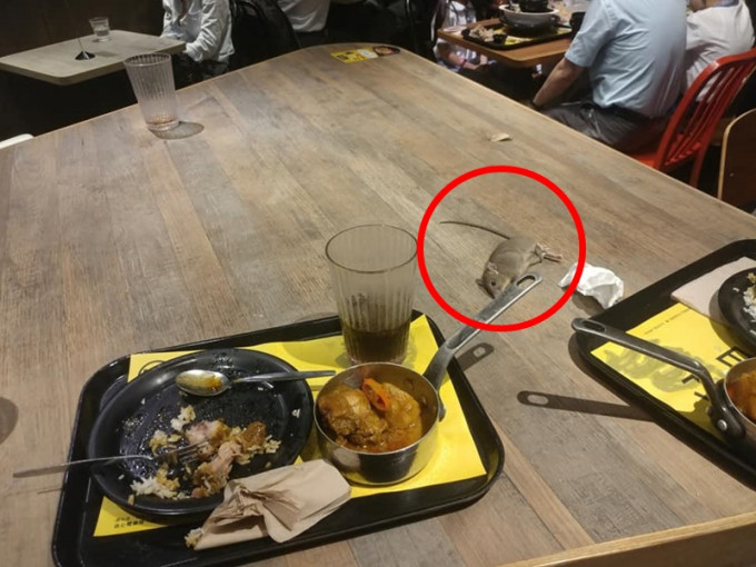 一隻約手掌大小的老鼠伏在餐桌上。網民盧恩培照片