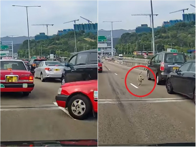 屯门公路狗只出没引发交通意外。网民Hung Lai Hang影片截图