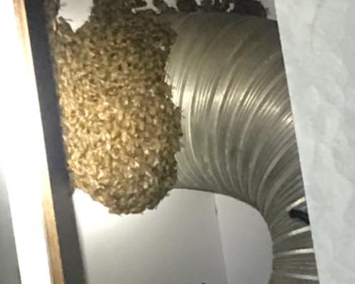 廚櫃油煙喉驚變蜂巢，蜜蜂多到「跌出」超恐怖。網上圖片