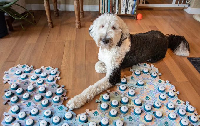 TikTok上著名的sheepadoodle Bunny。網圖