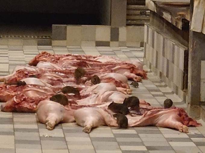 食環署就九宗處理牲口屠體違規展開檢控。張培剛Facebook