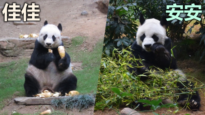 大熊猫「安安」与「佳佳」来港后一直分居从不相爱。资料图片